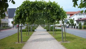 Kurpark Baabe – Ostseebad auf Rügen